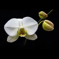 White_Orchid