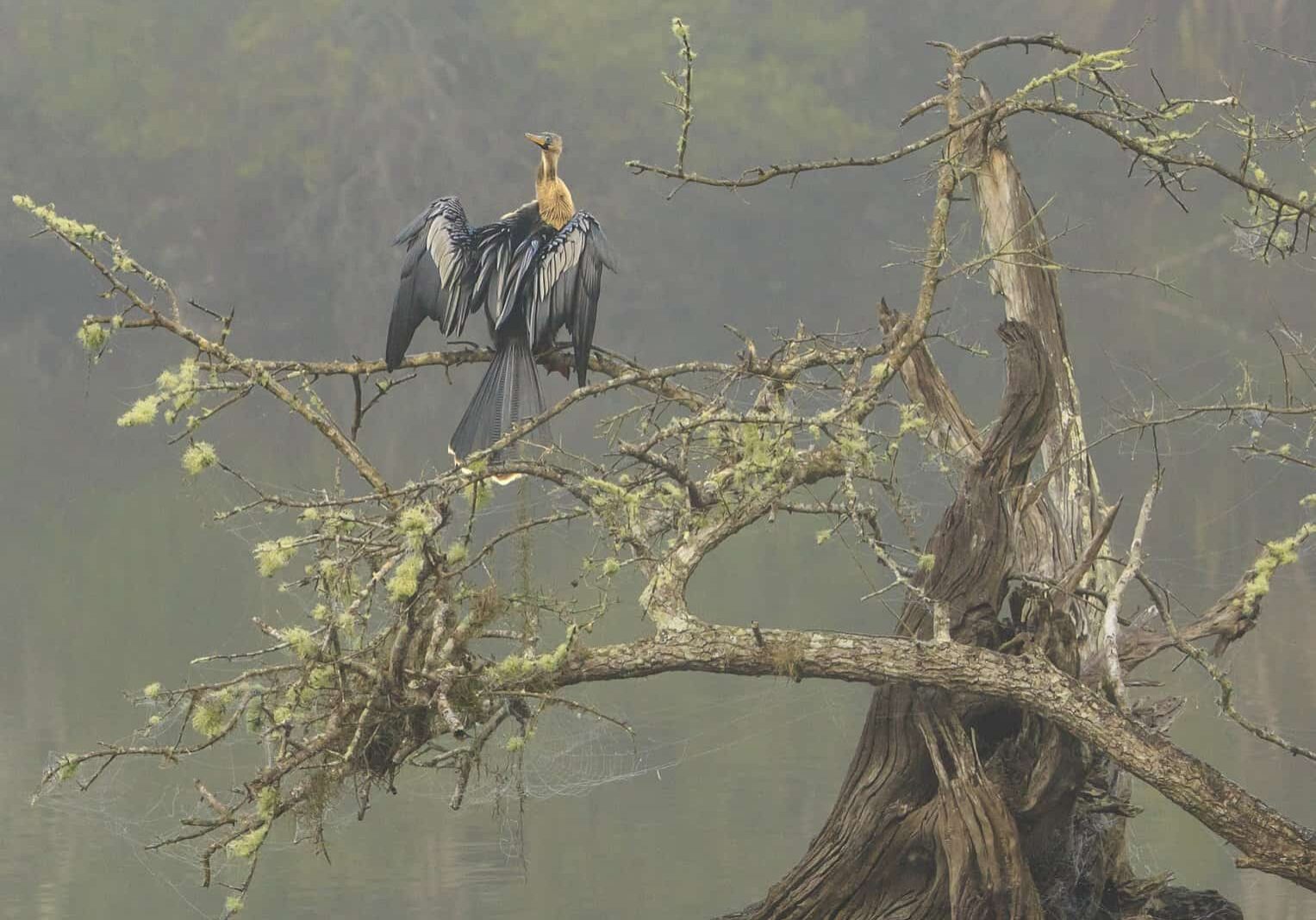 n - Anhinga In Winter Swampscape - Caroline Peppiatt