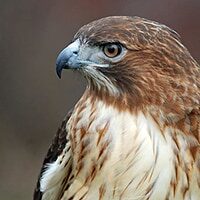 red-tail-hawk-profile-richard-bryce-and-family