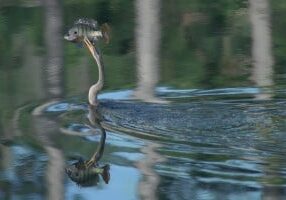 snake-darter-penetrating-reflection-2016-03-03 15_09_27